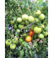 Tomato Iris F1 Keshav 27 10 grams